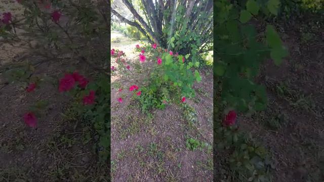 Koniec kwietnia w ogrodzie short