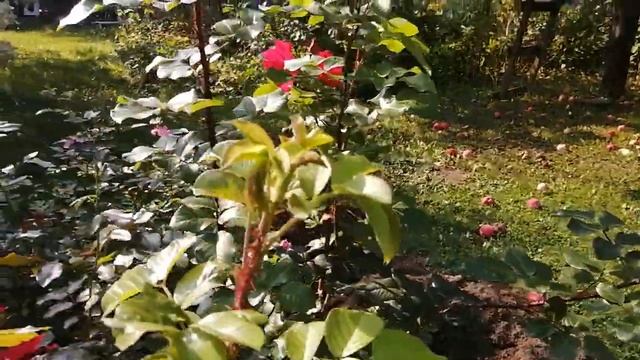 Роза Робуста .Немножко лета. смотреть онлайн