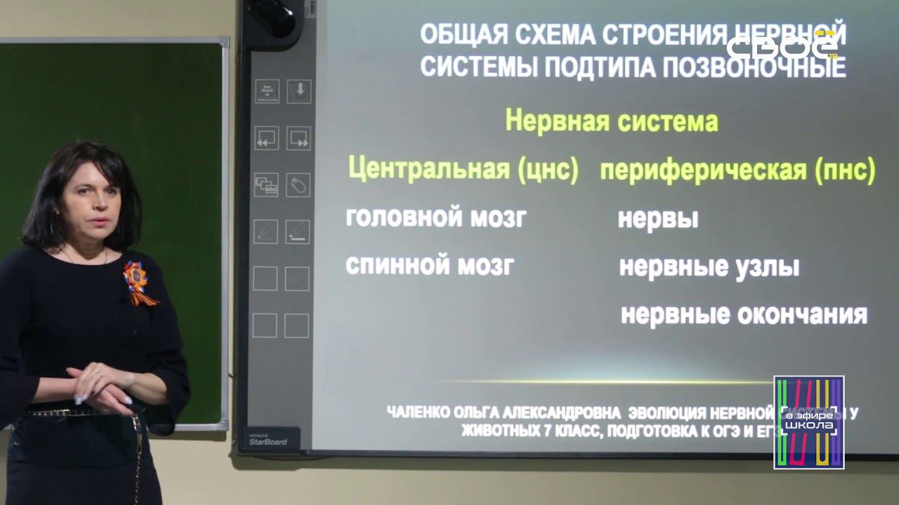 Биология 7 класс. Эволюция нервной системы