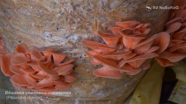 Вёшенка сёмгово-соломенная (Pleurotus djamor)