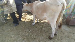 Пригородный мал базар . БИШКЕК. Уй базар 11- сентябр