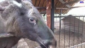 Зоопарк в Пушкинских горах. ЗООград.