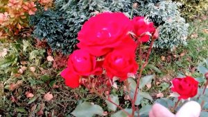 Роза флорибунда сорта " Нина Вейбул" || Nina Weibull rose in bloom in late September
