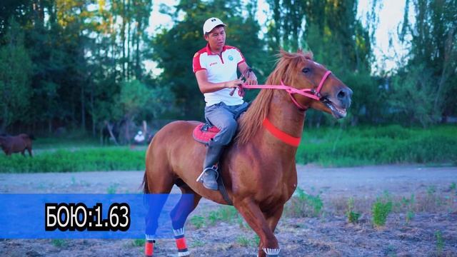 САТЫЛДЫ! Сыноодон өткөн ?Аттын КҮЧТҮҮСҮ ??Урмат акеге келди ?? Улагы 1000 AZAMAT??