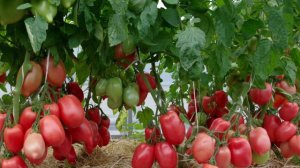 Секреты крепкой рассады томатов.