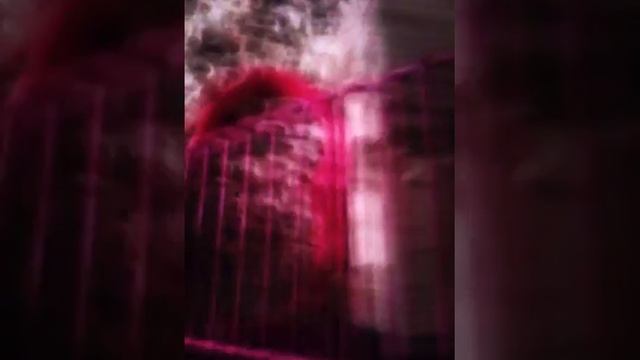 Что должно быть у хомяка в клетке смотреть онлайн