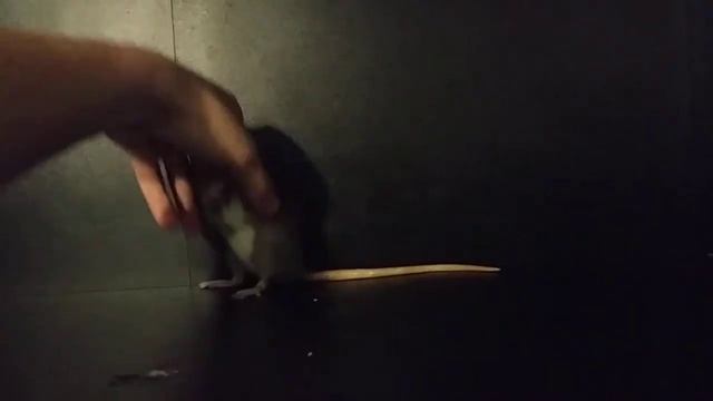 Крыса - не хочет на руки и пищит прикол смотреть онлайн