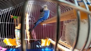 Как попугай разговаривает / Как научить попугая разговаривать / Кеша волнистый попугай говорит