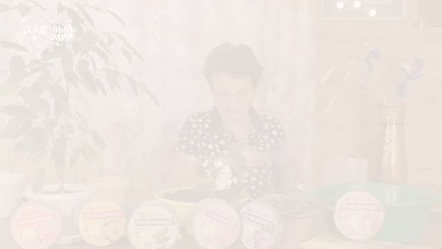 Делим и пересаживаем фиалку  в почвобрикет. Когда можно пересаживать комнатные цветы.