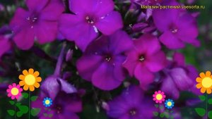 Флокс метельчатый Зе Кинг. Краткий обзор, описание характеристик phlox paniculata The King