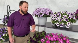 Selecta One Novelty Petunias 2022