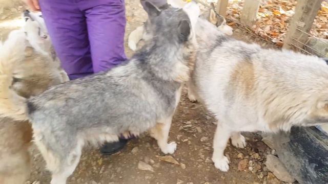 Хаски центр, г. Сочи смотреть онлайн