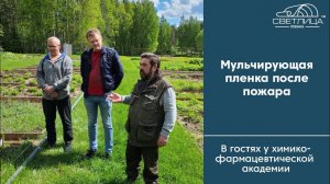 Мульчирующая пленка после пожара: что стало? Пленка на лекарственных растениях. Экскурсия по СПХФА