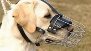 Намордник кожаный для собак по лучшей цене