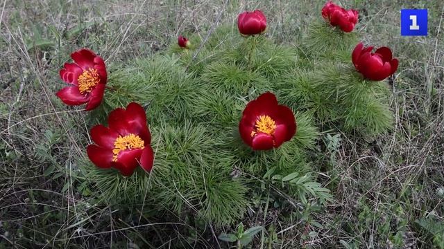 Цветочный бум: в Крыму распустились дикие пионы