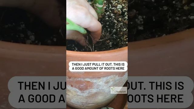 Alocasia Frydek Propagation by Division смотреть онлайн