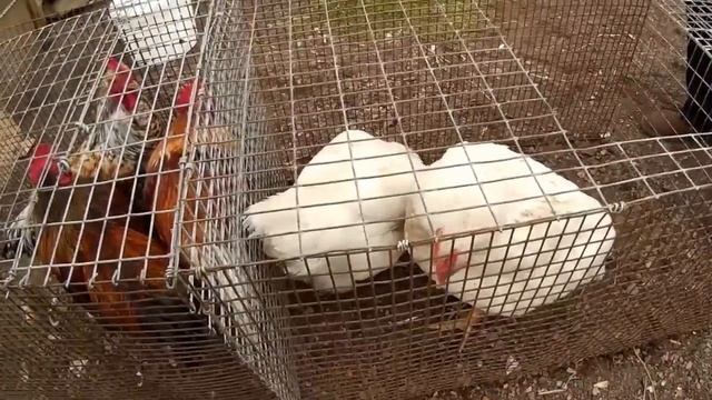 Почему бройлерам дают антибиотики смотреть онлайн