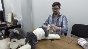 Практическое занятие для волонтеров - Наложение повязок животным. Часть 1