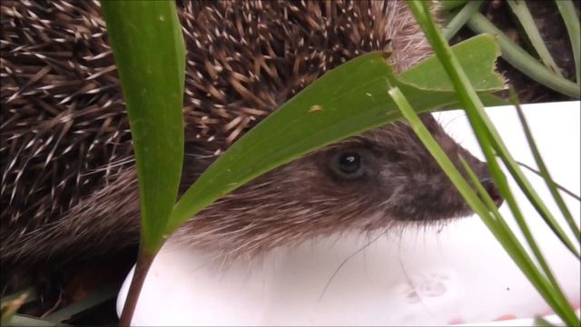 Dzīvnieki / Animals : Eiropas jeb parastais ezis /Erinaceus europaeus/. смотреть онлайн