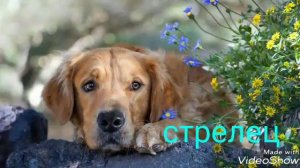 Какая ты собака по знаку зодиака