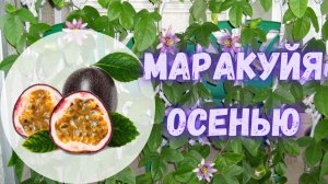 Как выросла моя Маракуйя (Пассифлора) за лето? Джунгли в квартире