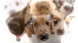 20 интересных фактов о животных