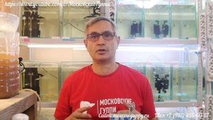 ИНКУБАЦИЯ ЦИСТ АРТЕМИИ - ВЫХОД 85%. КАК ЭТОГО ДОБИТЬСЯ. / INCUBATION OF CYSTALS OF ARTEMIA-YIELD 85