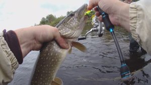 рыбалка на спиннинг на реке Онега. приманка walker (уокер) от компании Tsurinoya