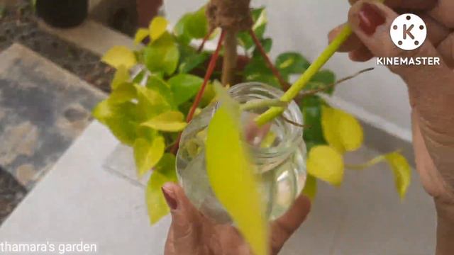 Top 5 secrets | How to grow Money plant faster смотреть онлайн