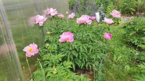 Редкий, долго цветущий пион Sea Shell