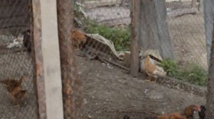 Вольеры  с подрастающими курами, цесарками и не только))