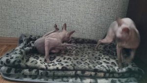 Вязка Донской сфинкс Стич. Спокойная вязка!