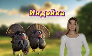 Животный мир. Индейка.