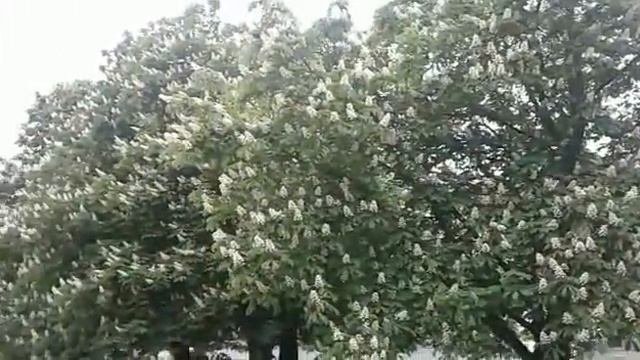 Цветущие каштаны