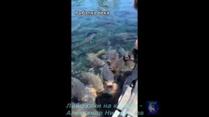 Здесь бы порыбалить.