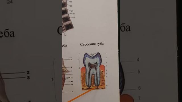Строение зуба (ЗБМК) смотреть онлайн