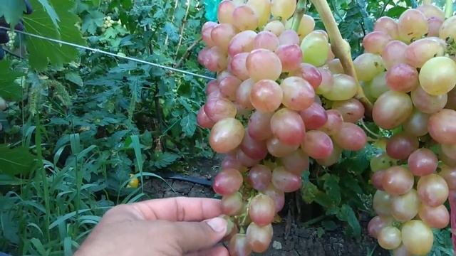 Сорт винограда софия