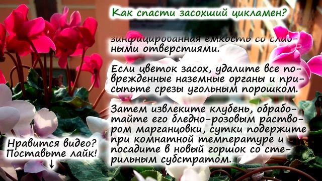 Цикламен – частые вопросы: как спасти цикламен? почему гниёт? нужно ли обрезать? | Флористикс Инфо смотреть онлайн