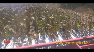 SUNPROFI - безрядковая жатка для уборки крупноплодного подсолнечника