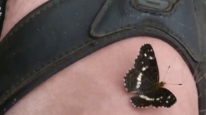 Butterfly on flip-flops