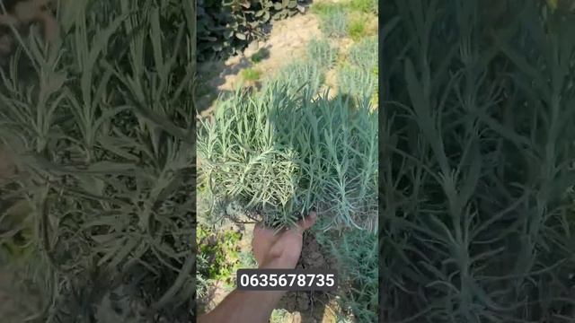 Лаванда саджанці для Саду 0635678735 смотреть онлайн