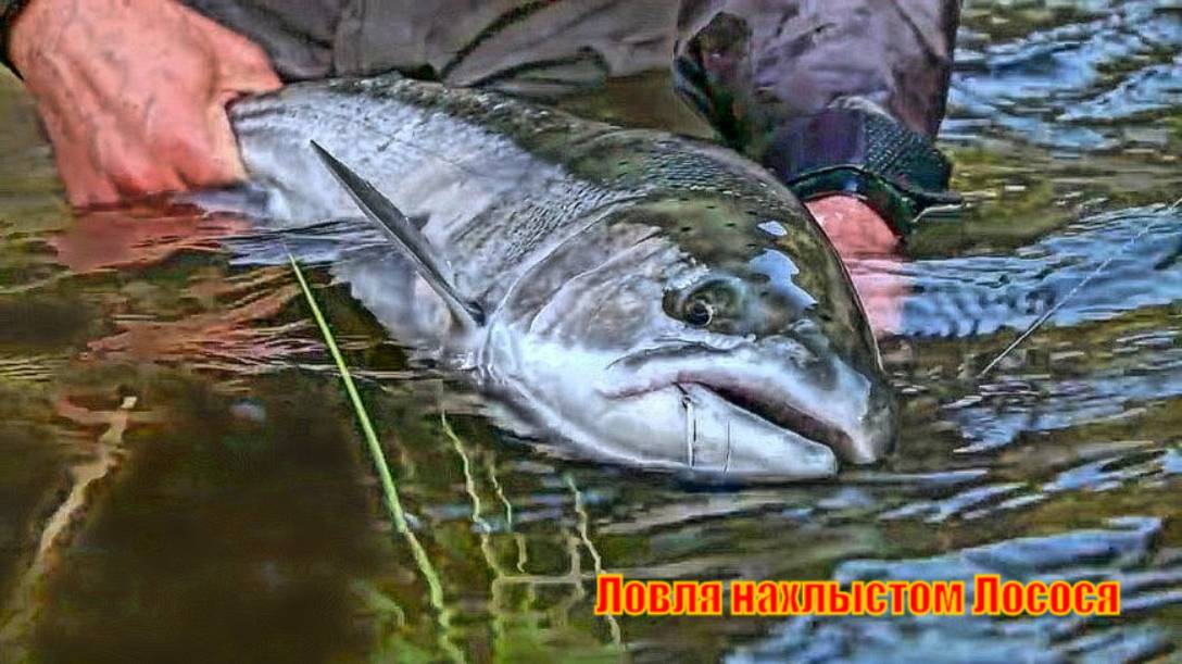 Ловля нахлыстом Лосося