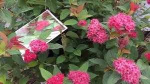 Double Play Doozie Spirea