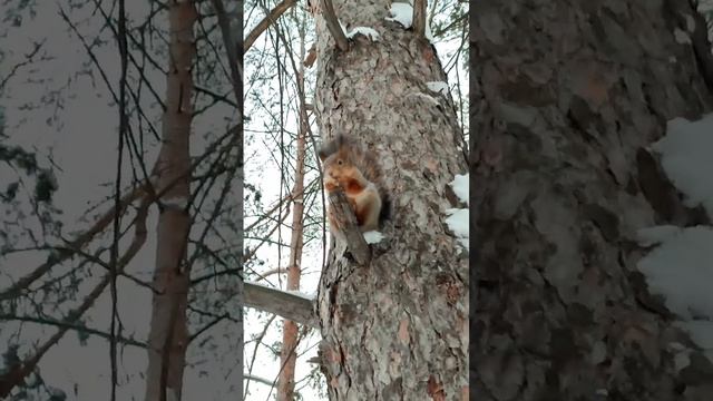 Белка цвета сосновой коры. The squirrel blends with the color of the pine bark