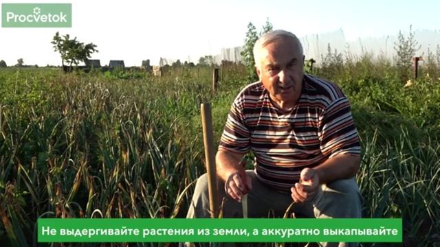 Как правильно выкопать и сохранить чеснок.