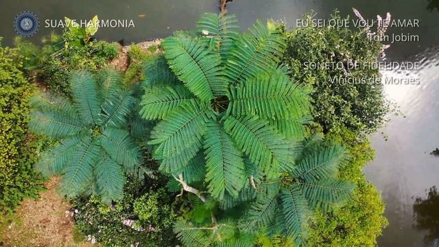 Eu sei que vou te amar TOM JOBIM e Soneto de Fidelidade VINÍCIUS DE MORAES ?SH173 смотреть онлайн