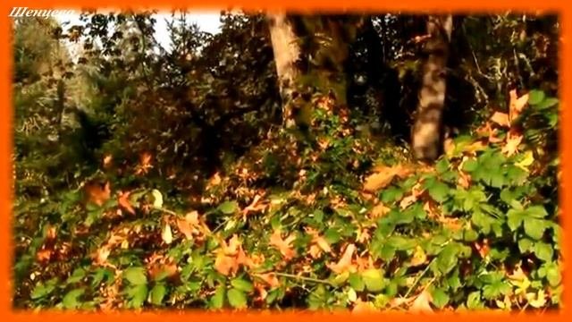 Очей очарованье...✦ Видеорелакс.Нежная и красивая мелодия для души! Послушайте! Музыка К. Саркисяна