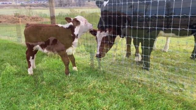 Маленький теленок положил голову на колени своего спасителя и заплакал, пока они ждали ветеринара смотреть онлайн
