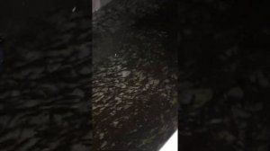 Содержание рыбы в бассейне