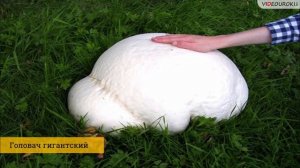 Учителю биологии. Видеоурок «Энциклопедия грибов»